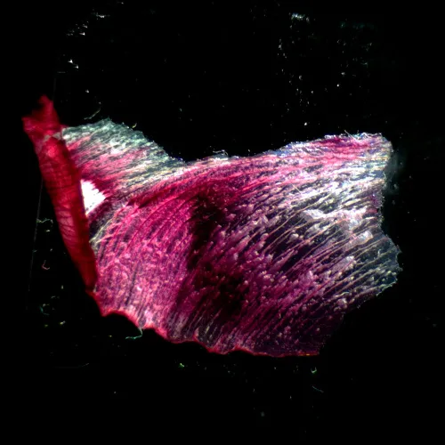 фотография стереомикроскоп MAGUS Stereo A18T,  3