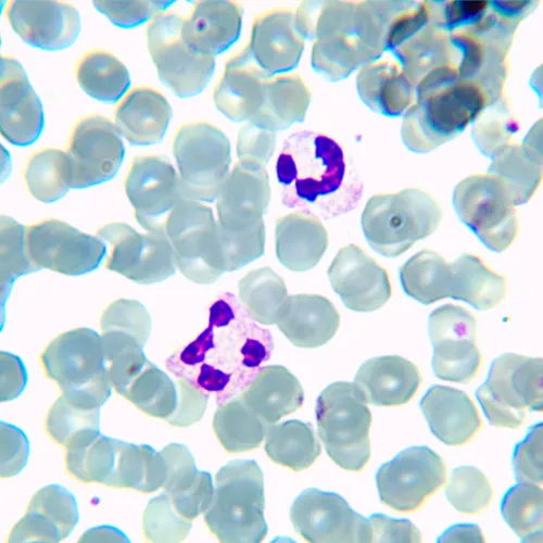 фотография биологичен цифров микроскоп MAGUS Bio D230TL,  24