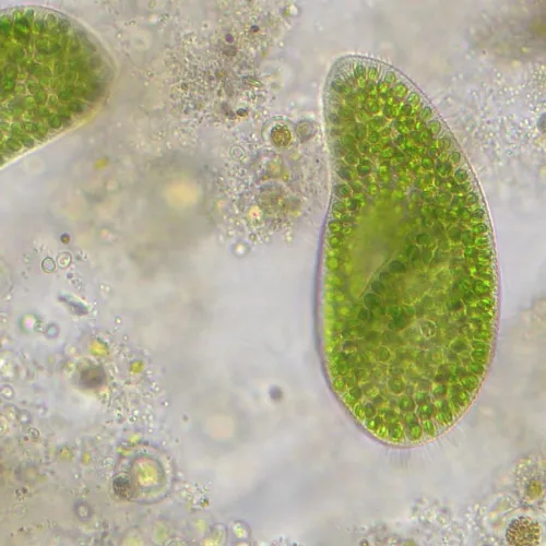 картина микроскоп Bresser Researcher Trino 40–1000x,  14