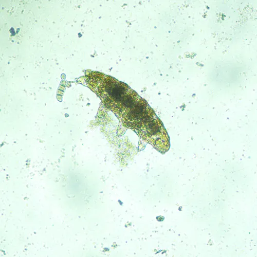 картина биологичен инвертиран микроскоп MAGUS Bio V300,  14