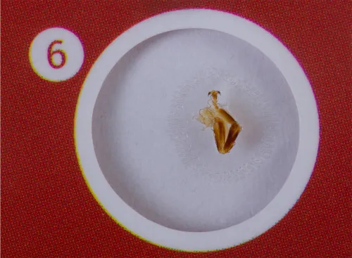 фотография комплект подготвени проби от живи същества Levenhuk LabZZ C12,  5