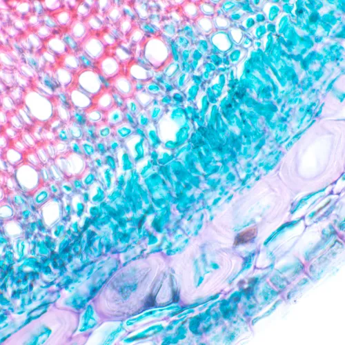 фотография биологичен цифров микроскоп MAGUS Bio D230T,  24