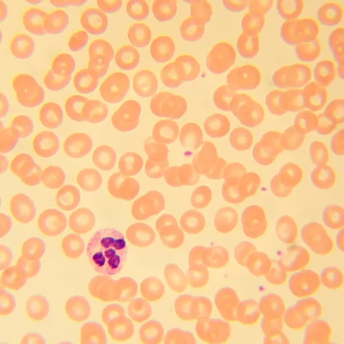 картина биологичен микроскоп MAGUS Bio 230B,  22