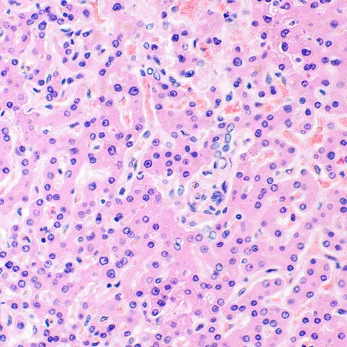 снимка биологичен микроскоп MAGUS Bio 290T,  28