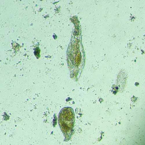 картинка биологичен инвертиран цифров микроскоп MAGUS Bio VD300,  19