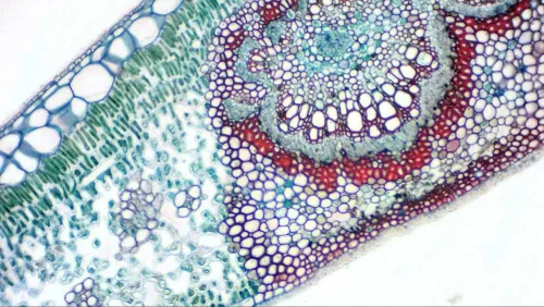 картинка цифрова камера за окуляр Bresser MikrOkular Full HD,  8