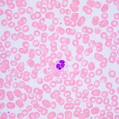 снимка биологичен микроскоп MAGUS Bio 240T,  24