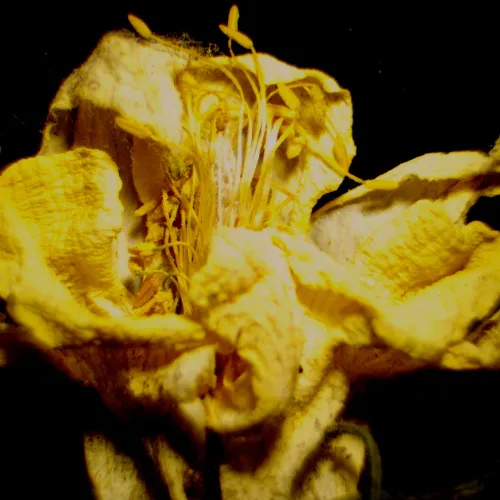 снимка цифров стереомикроскоп MAGUS Stereo D9T,  27