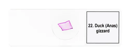 снимка набор от микропрепарати Levenhuk Discovery Prof DPS 25. „Биология, птици и др.“,  11