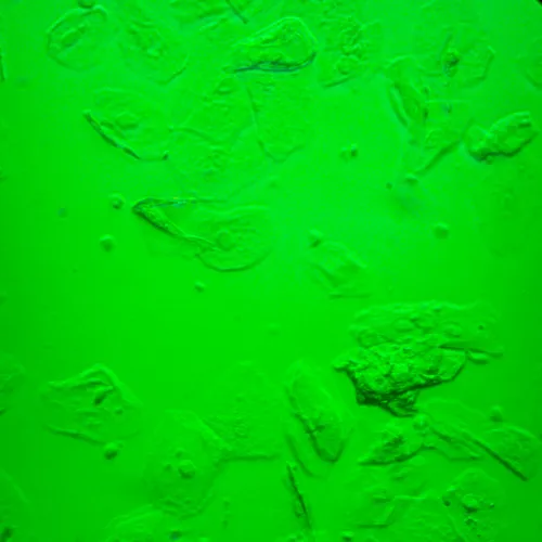 снимка биологичен инвертиран цифров микроскоп MAGUS Bio VD360 LCD,  30