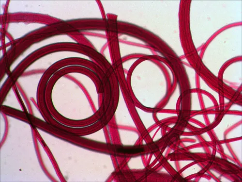 картинка комплект проби „Вижте всичко!“ Levenhuk N80 NG,  9