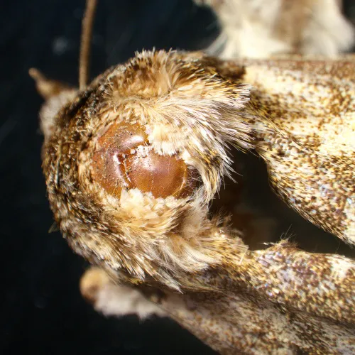 фотография стереомикроскоп MAGUS Stereo A18T,  6