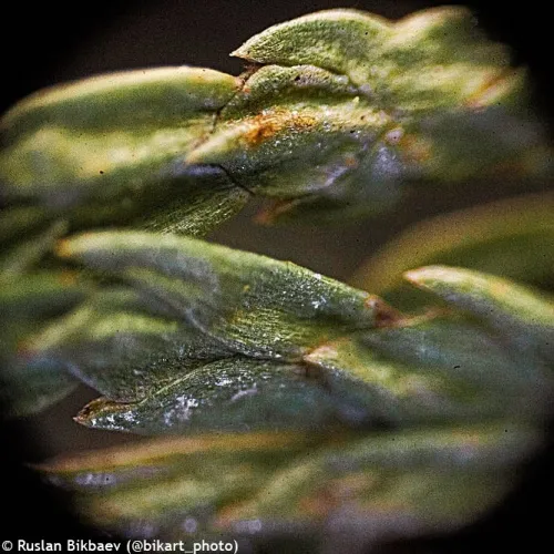 картина микроскоп Levenhuk Rainbow 50L PLUS,  23