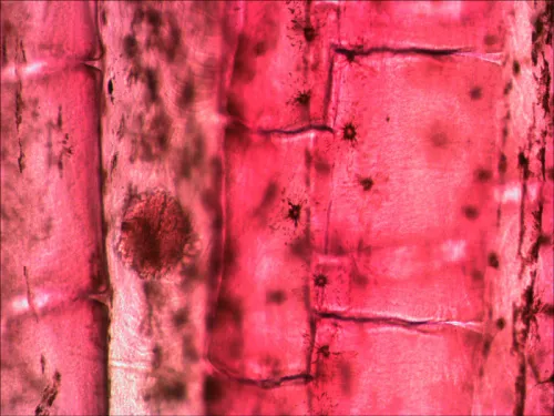 картинка комплект проби „Вижте всичко!“ Levenhuk N80 NG,  11