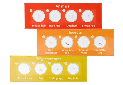 картина комплект подготвени проби Levenhuk Discovery Fauna 12,  3