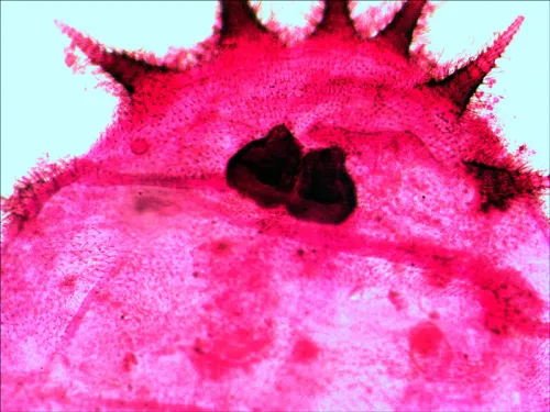 снимка комплект подготвени проби Levenhuk N20 NG,  12